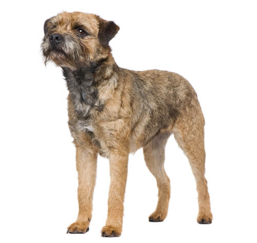 Border Terrier Dog Breed Information | Purina